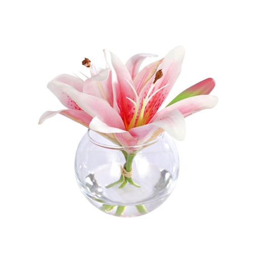 [TDH282] Soft Tiger Lily Pink In Bubble