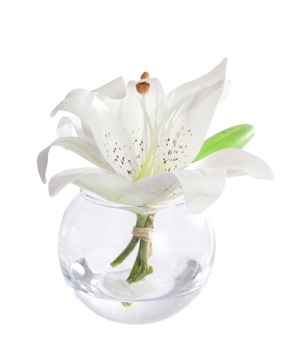 [TDH283] Soft Tiger Lily White In Bubble