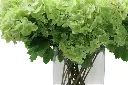 07_00bf2441-Pom.webp
