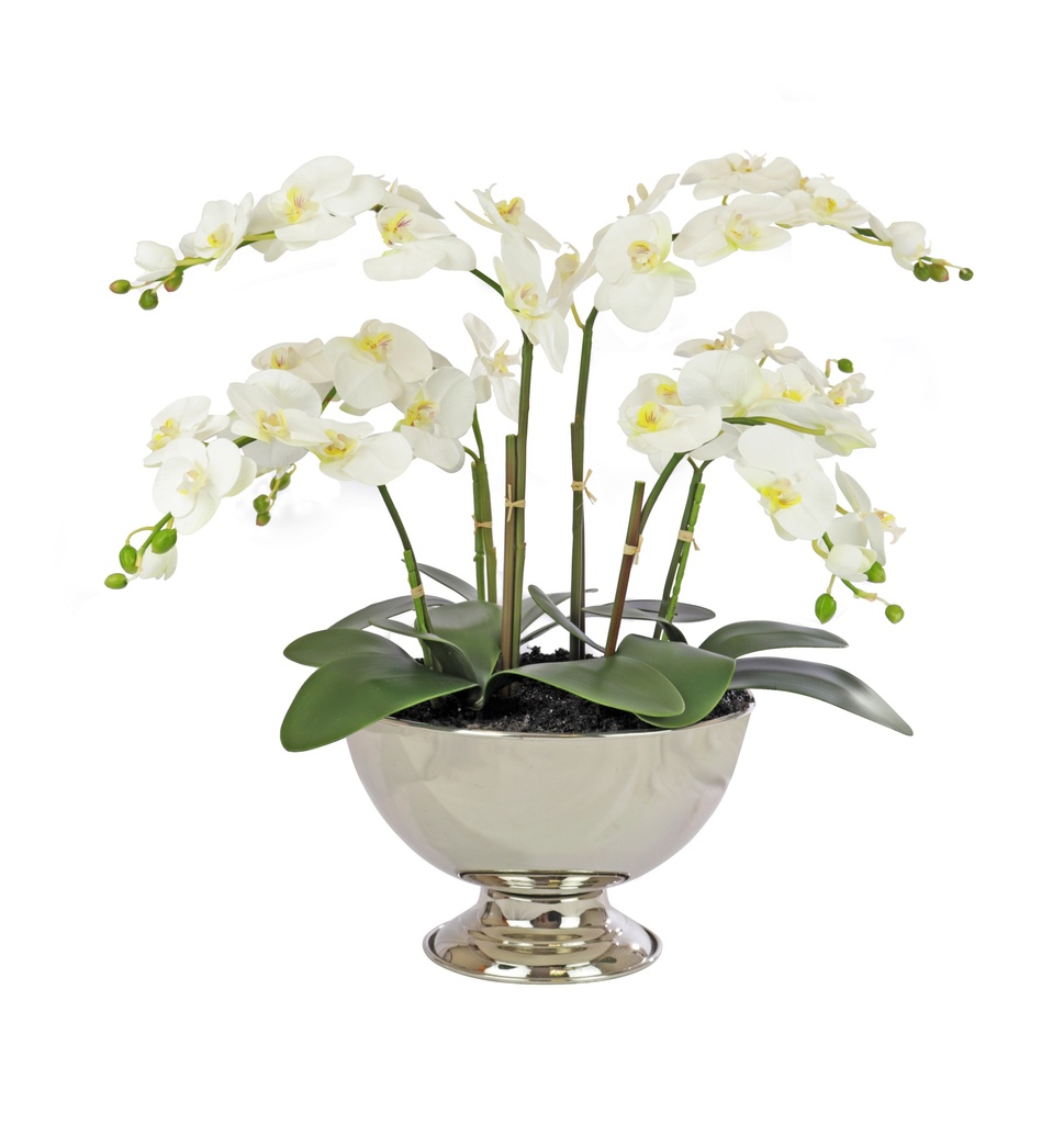 Soft Phalenopsis Cream In