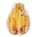 Soft Prickly Pear Flower Apparatus Amber