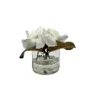 Soft Magnolia In Optic Cylinder Vase