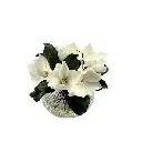 Soft Magnolia White In Ribbed Bowl