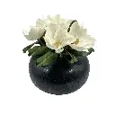 Soft Magnolia White In Iron Pot