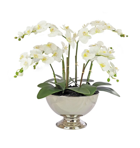 [TDH287] Soft Phalenopsis Cream In
