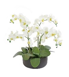 [TDH1238] Soft Phalenopsis Orchids White In Charcoal Planter